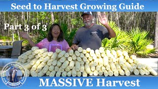 How to Grow Corn, Massive Corn Harvest (Part 3 of 3)