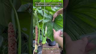 ผสมเกสรฟิโลฯไม่เป็น มาดูการผสมข้าม Philodendron Mamei Crossbreeding #philodendron