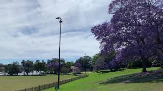 悉尼最美的季节～鸟语花香～Jacaranda蓝花楹开满大街小巷❤️