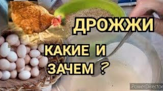 ✔Какие Дрожжи Давать Курам?//Дрожжевание Кормов Для Кур Несушек и Бройлеров!//Просто Жизнь👍