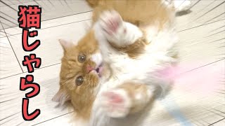 【短足猫じゃらし】子猫のように本気で遊ぼう