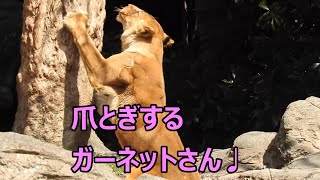 年の差14歳以上のガーネットと柑太郎！！とべ動物園にて