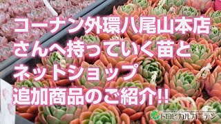 【多肉植物】コーナン外環八尾山本店さんへ持っていく苗とネットショップ追加商品のご紹介!!【succulent】トロピカルガーデン