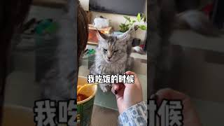 小貓咪生氣，都是明目張膽的！ #cat