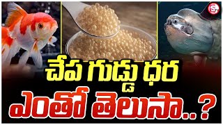 ఈ చేప గుడ్డు ధర ఎంతో తెలుసా ...? | Fish Eggs Cost Latest News |@SumanTVvizagnews