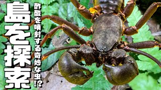 世界三大奇虫が生息する島を探索しまくった結果！？