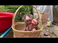 Jealousy Monkey Kassy while bathing with Newborn Baby Monkey FiFi