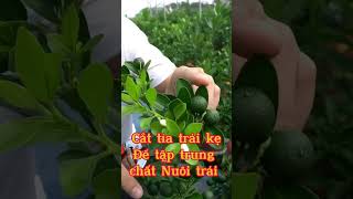 Cách làm to trái quả quất, làm cây quất cảnh đẹp #trongtrot #kythuatcaytrong #trongcay #shortsviral