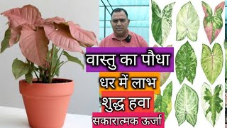 वास्तु के अनुसार शुभ पौधा || syngonium || 30 varieties ||