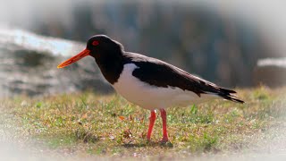 Majestic 4K: Oystercatchers of Stumholmen, Karlskrona