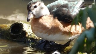 African pygmy geese bathing and preening