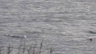 Harbour Porpoise off West Vancouver, October 2016