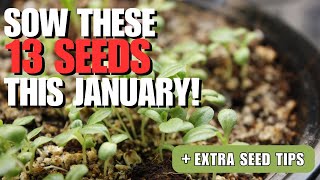 Plant THESE Flower \u0026 Vegetable Seeds in January!