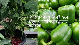 আমেরিকাতে টবেই হবে প্রচুর ক্যাপসিকাম,অতি সহজেই/ Easily grow capsicum at home in America /