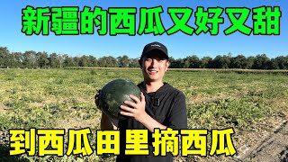 新疆瓜地摘无籽西瓜，半卖半送，新疆人真豪爽