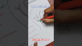 Facial muscles nerve supply #humananatomyinhindi