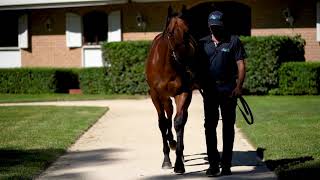 Lot 287: Hinchinbrook - Witchlike