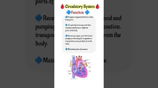 Circulatory System In Hindi #cardiovascularsystem #youtubeshorts #medical#shortvideo #shorts