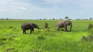 Tanzania - Mikumi National Park Safari