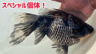 年末はスペシャルな金魚が入荷します！【土浦観賞魚さん】