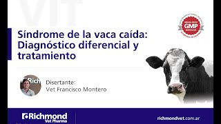 Síndrome de la vaca caída, diagnóstico diferencial y tratamiento. Vet Francisco Montero