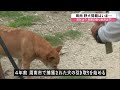 【野犬】513匹を保護… 市内で相次ぐ目撃情報 広がる不安と保護活動　山口　nnnセレクション