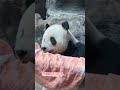 又奶又萌的萌二【Panda：♂萌二Meng Er】北京动物园#大熊猫 #cute #panda