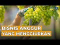 Desa Megulungkidul Kembangkan Bisnis Anggur, Kini Beromzet Puluhan Juta! | Teman Bisnis