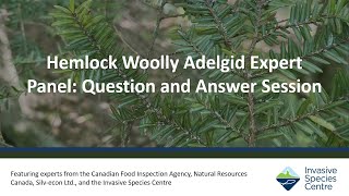 Hemlock Wooly Adelgid Expert Panel - Question and Answer Session