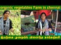 சென்னையில் இயற்கை முறையில் விளைந்த காய்கறிகள்| Organic Vegetables Farm in Chennai |Free Delivery