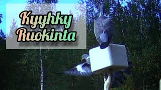 KYYHKYN METSÄSTYS! Ruokinta -Pigeon Hunting -Feeding!