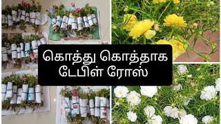 🙋🏻‍♀️🌷🌷இது நர்சரி கிடையாது என்னோட வீட்டு டேபிள் 🌹ரோஸ்  🌹 பூக்கள் ||#vlog #terracegarden #gardening