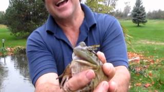 The Crying Bull Frog