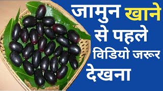 भूलकर भी मत फेंकना ,सोने से भी कीमती जामुन की गुठली,फायदे जान गए तो ढूंढ़ते फिरोगे।#Jamun ke fayde ।