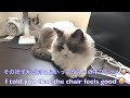 デスクを占拠した猫たち：cats occupying the desk「ドラミントチャンネル（第182話／デスクを占拠したドラミント）」