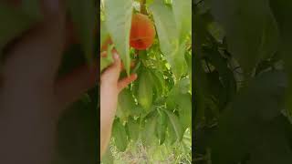 інжір шабдалы. плоский персик. Figs are peaches