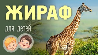 Жираф. Видео про животных для детей 3+