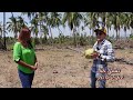 Cultivo y DERIVADOS DEL COCO Variedad palmera alto del pacífico productivas durante 60 años