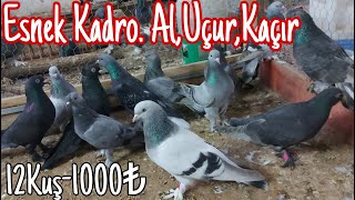 Esnek Kadro. Al,Uçur,Kaçır. 12Kuş-1000puan