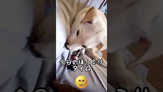 【保護犬】ゆきと今日のほっこりタイム🤗#shorts