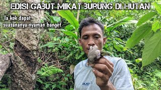 Edisi gabut mikat burung di hutan malah dapat banyak, mantap🔥