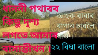 ৰাবাৰ বাগান চাওঁ আহক ধাননীৰ মাজত ৰাবাৰ বাগান চাওঁ আহক ।