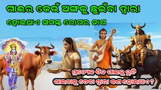 ଗାଈକୁ ପ୍ରତିଦିନ ରୁଟି ଖାଇବାକୁ ଦେବା ଦ୍ଵାରା କଣ ହୋଇଥାଏ ? ajira rashifal//vastu tips