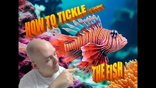 The Red Lionfish Solve Guide