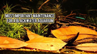 The MOST important part of maintaining a BLACKWATER aquarium!