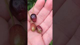 Fuchsia Berries Foraging ( Edile Wild Berries )