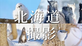 【北海道 初心者向け】野鳥撮影を安全に楽しむための4つのポイント