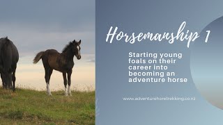 Foal Horsemanship 1 - Adventure Horses begin their careers @ Adventure Horse Trekking NZ