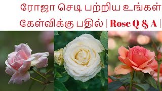 ரோஜா செடி பற்றிய உங்கள் அணைத்து கேள்விக்கு பதில் | Rose Q \u0026 A |