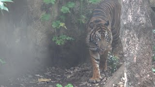 スマトラトラ🐅散歩を楽しむブランパパ😊　2024年8月11日　上野動物園